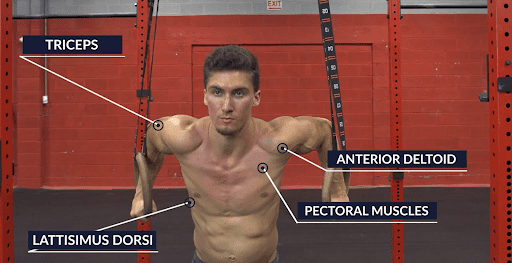anker Verdachte JEP Ring dips Muscles used and prerequisites - The Movement Athlete